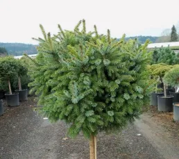 Ялина сербська (Picea omorica) Nana, Pa60, c20