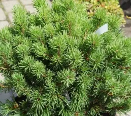 Сосна гачкувата Компакта (Pinus uncinata Compacta)