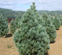 Сосна м`яка (Pinus flexilis), 60-80, c10