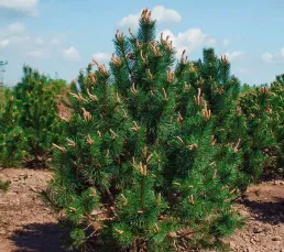 Сосна гачкувата (Pinus uncinata), 25-30, c3