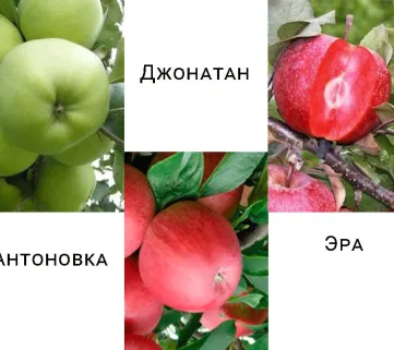 Дерево-сад яблуня Антонівка - Джонатан - Ера