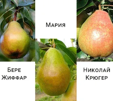 Дерево-сад груша Микола Крюгер-Бере Жиффар-Марія