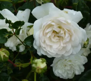 Троянда поч.Свані, c7.5