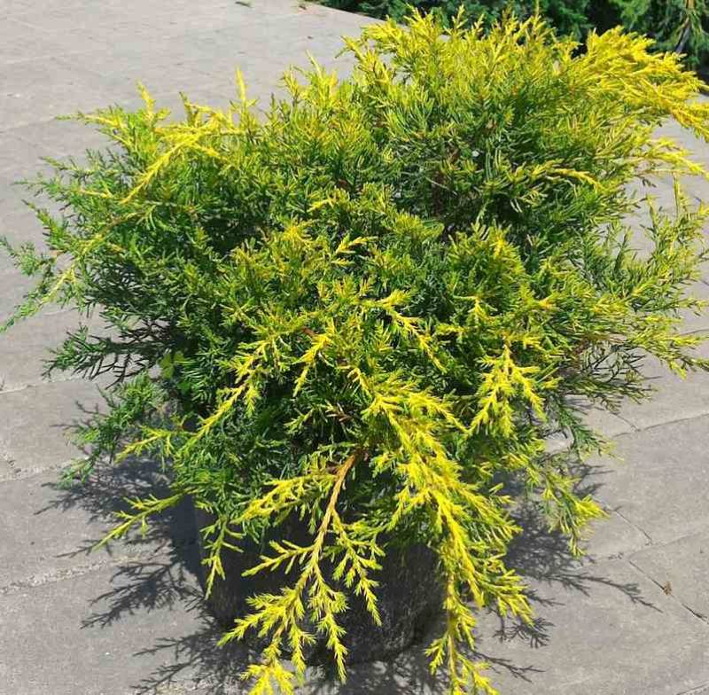 Ялівець середній Дабс Фростед (Juniperus pfitzeriana Daub's Frosted)