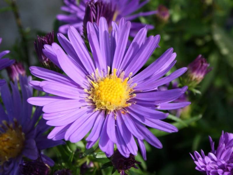 Астра чагарникова (Aster dumosus)