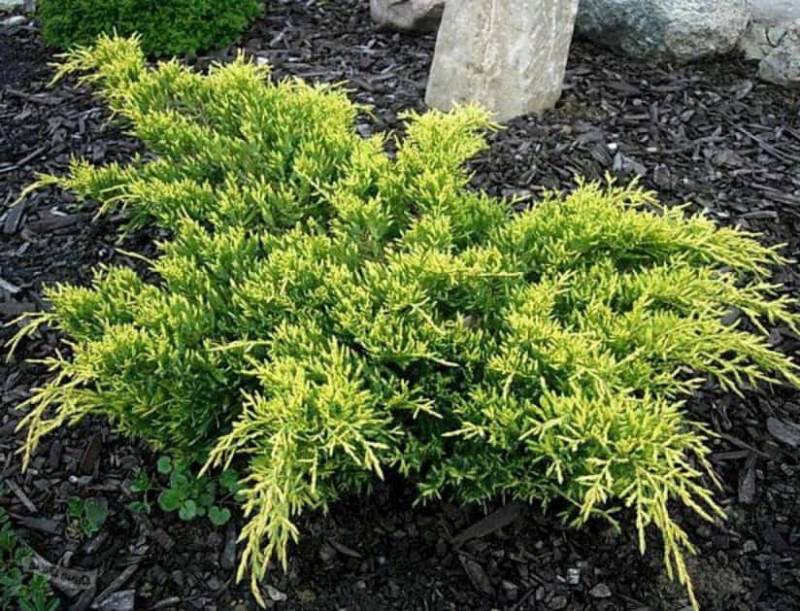 Ялівець середній Голд Кіссен (Juniperus pfitzeriana Gold Kissen)