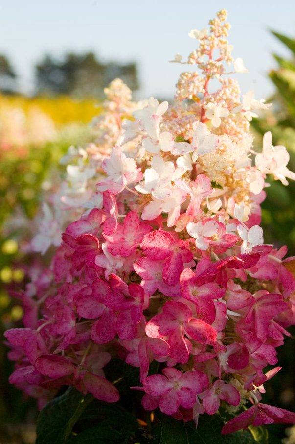 Гортензия метельчатая Пинки Винки (Hydrangea ‘Pinky Winky’)