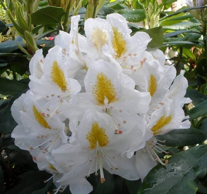 Рододендрон (Rhododendron) Madame Masson, 40, c7.5