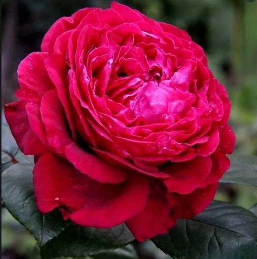 Роза ‘La Rose des 4 Vents’ (Роз де Катрэ Вен)