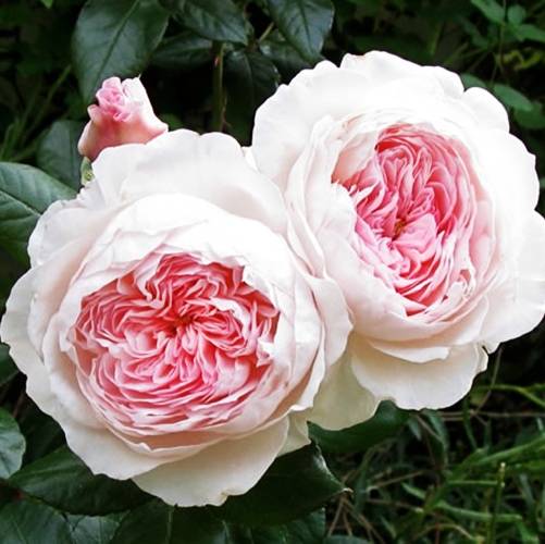 Троянда шраби Олександра Принцесс де Люксембург, с2 для троянд
