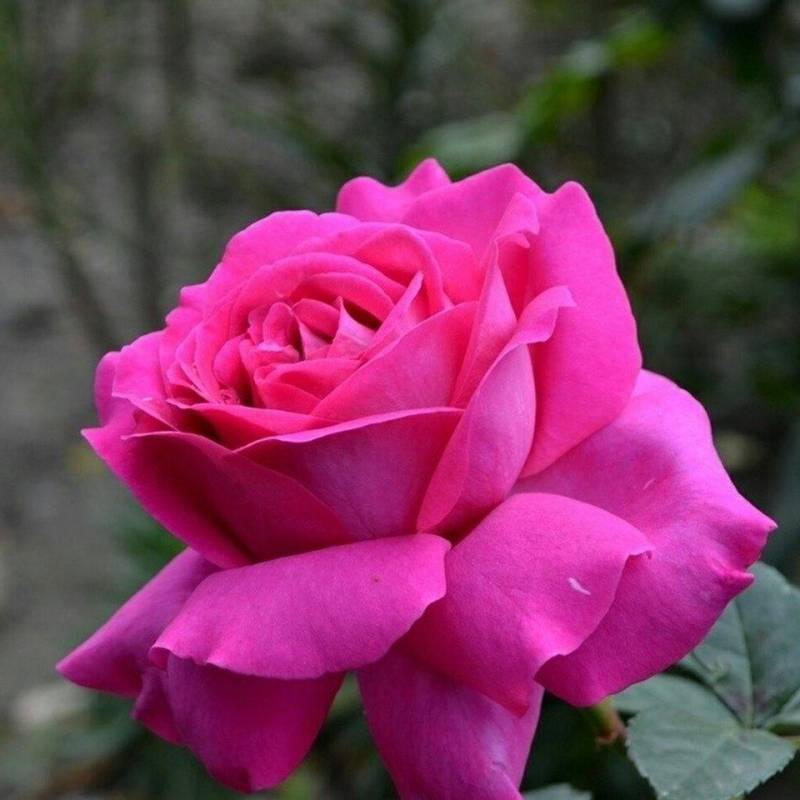 Роза ‘Chartreuse de Parme’ (Шартрез де Парм)