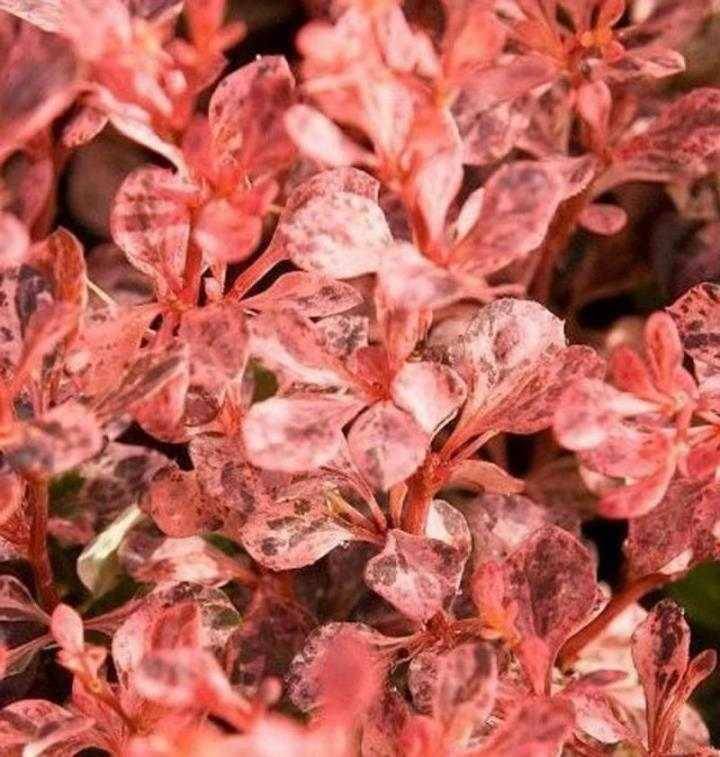 Барбарис Тунберга Инспирейшн (Berberis thunbergii Inspiration)