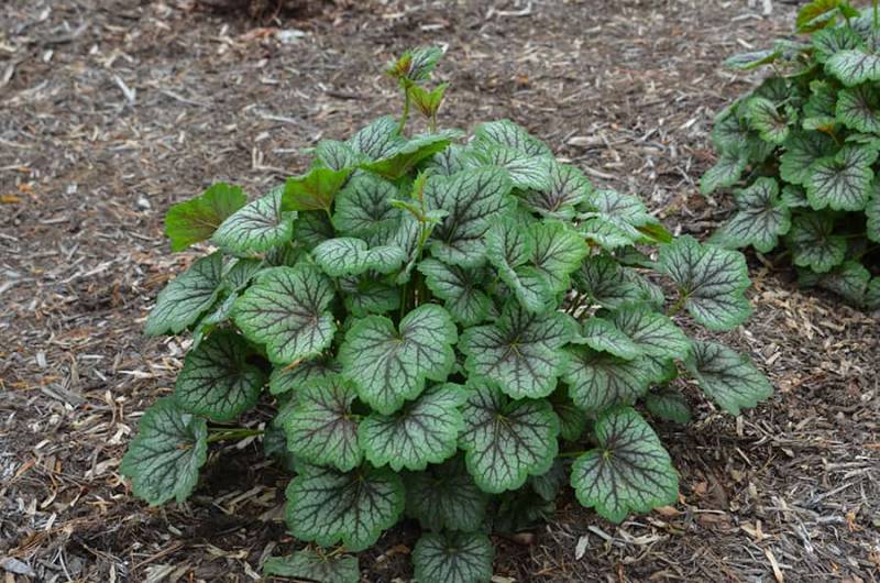 Гейхера гибридная Грин Спайс (Heuchera hybrida Green Spiсe)