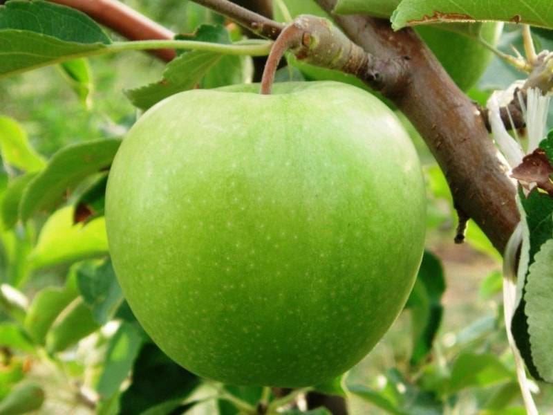Яблуня Грані Сміт, c12