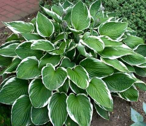 Хоста гибридная Франция (Hosta hybrida Francee)