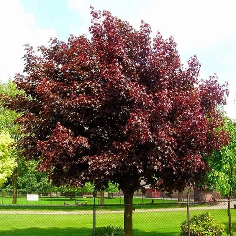 Клен остролистный Роял Ред (Acer platanoides Royal Red) 