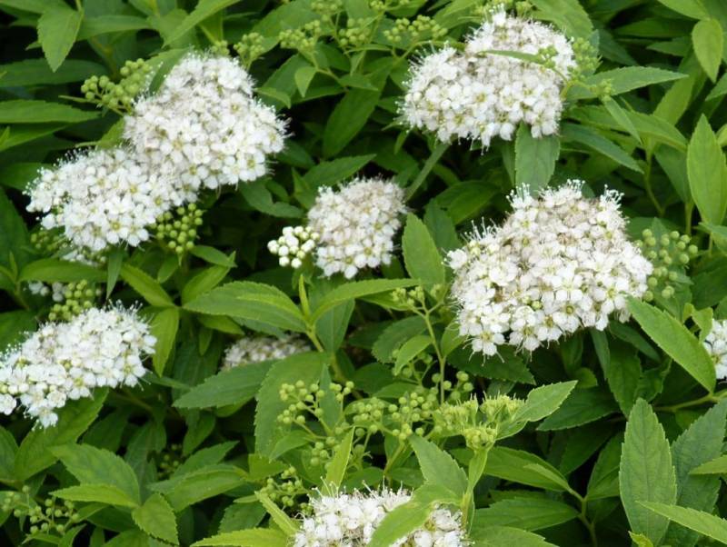 Спирея японская Альбифлора (Spiraea japonica Albiflora)