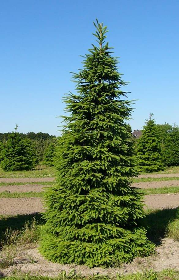 Ель обыкновенная (Picea abies), 180-200, грунт