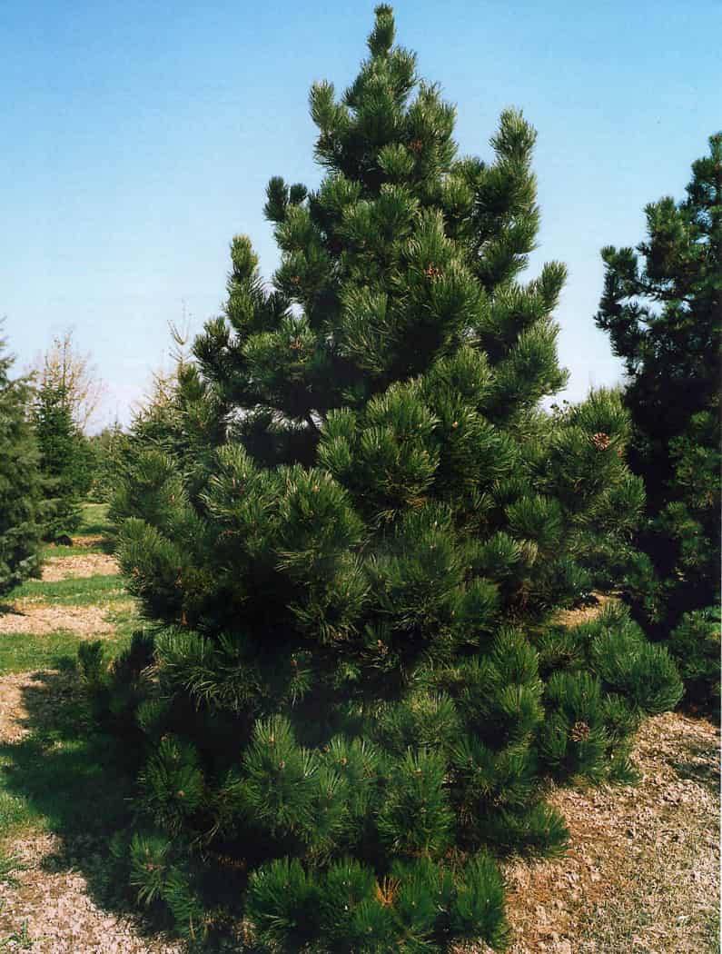 Сосна белокорая (Pinus leucodermis)