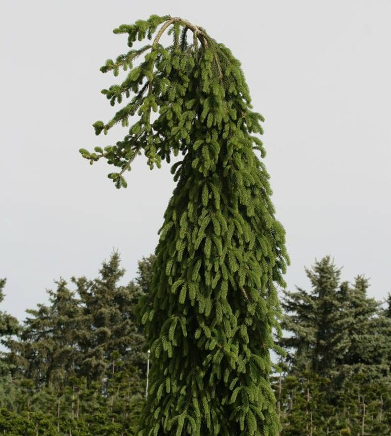 Ялина звичайна Фрохбург (Picea abies Frohburg)