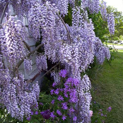 Гліцинія (Wisteria)