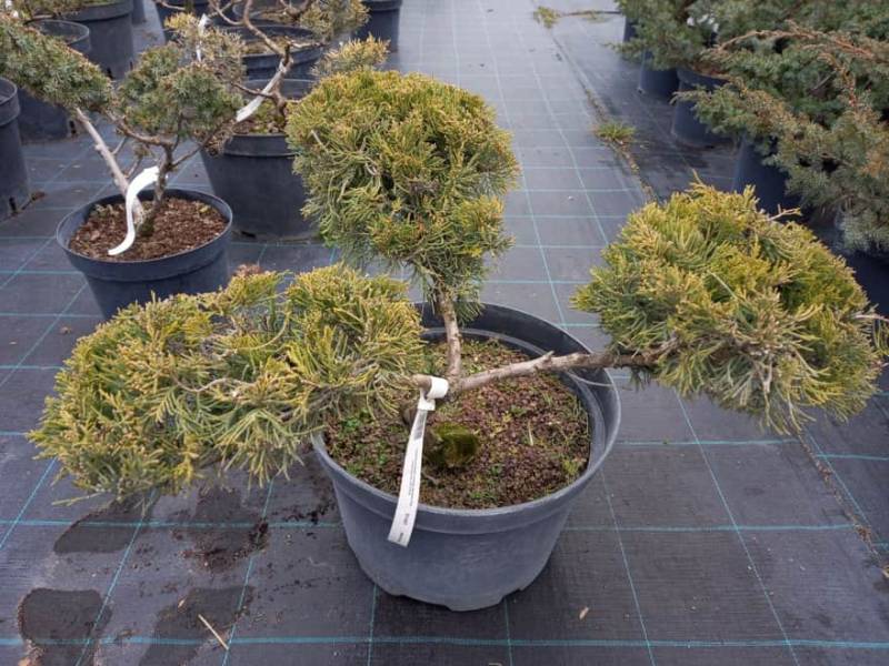 Ялівець середній (Juniperus pfitzeriana) Gold Coast . NIWAKI