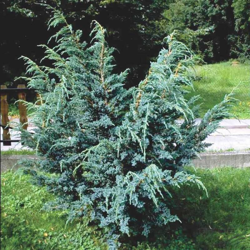 Ялівець лускатий Мейері (Juniperus sguamata Meyeri), 30-50, c5