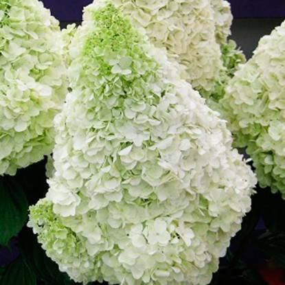 Гортензия метельчатая Полар Бир (Hydrangea paniculata Polar Bear)