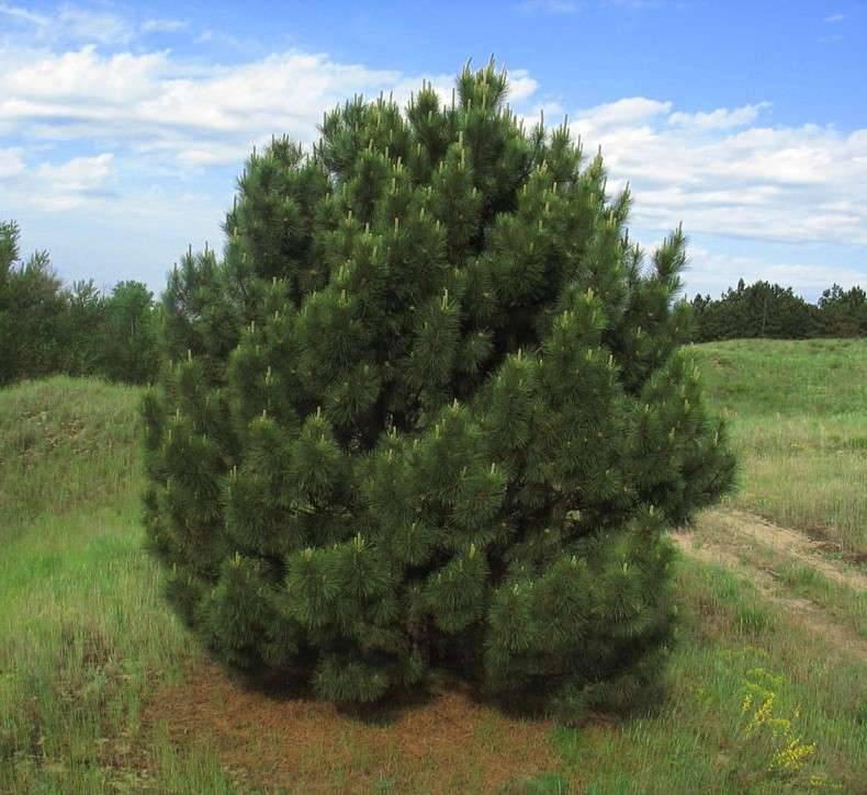 Сосна кримська (Pinus nigra subsp)