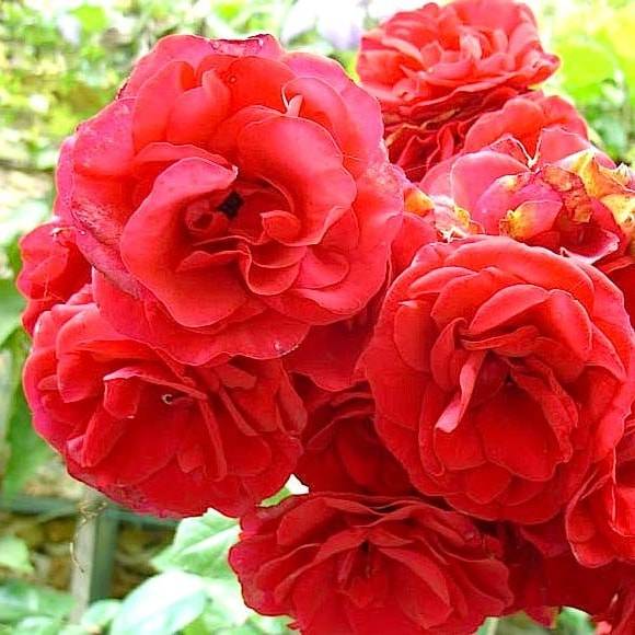 Троянда ‘Amadeus’ (Амадеус)