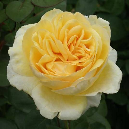 Роза ‘Bella di Todi’ (Белла ди Тоди)