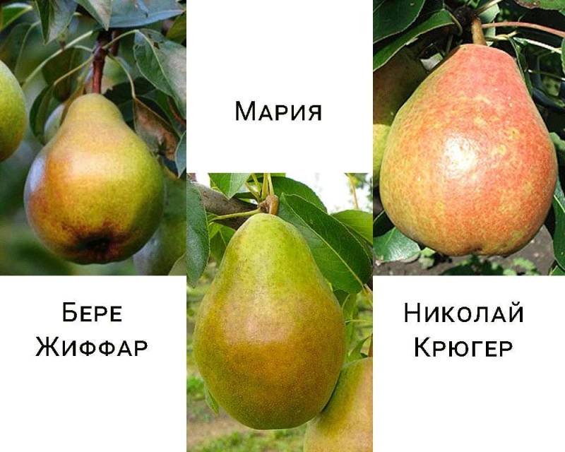 Дерево-сад груша Николай Крюгер-Бере Жиффар-Мария