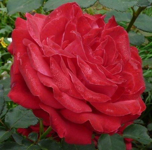 Роза ‘Dame de Coeur’ (Дам де Кер)