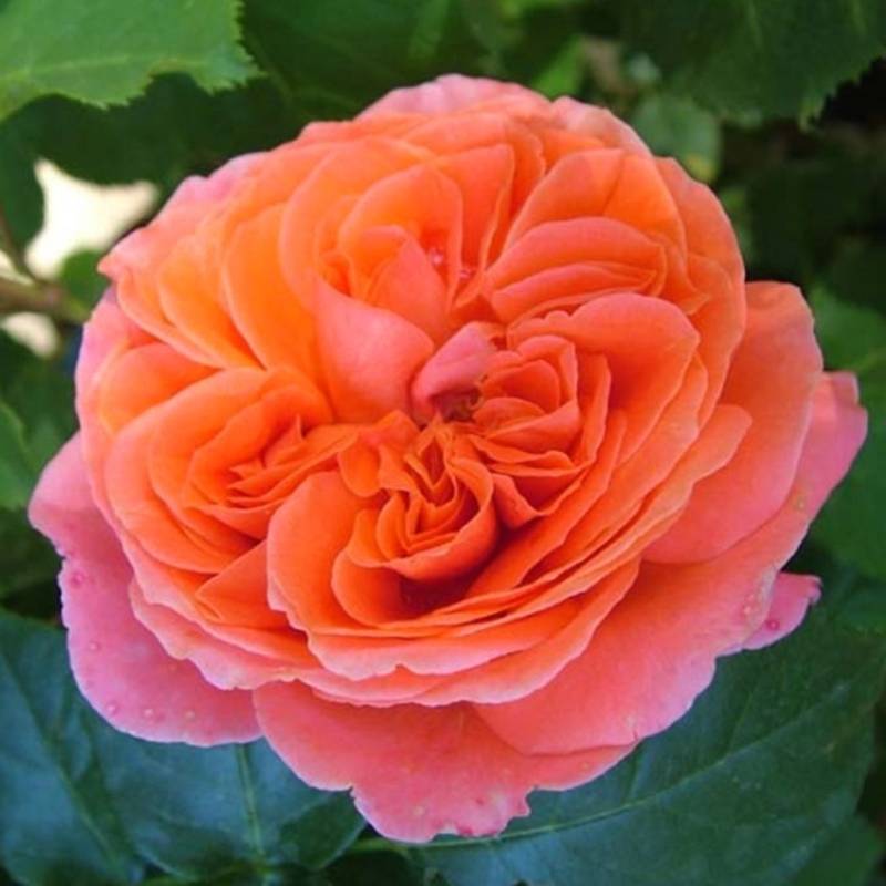 Троянда ‘Emilien Guillot’ (Эмильен Гийо)