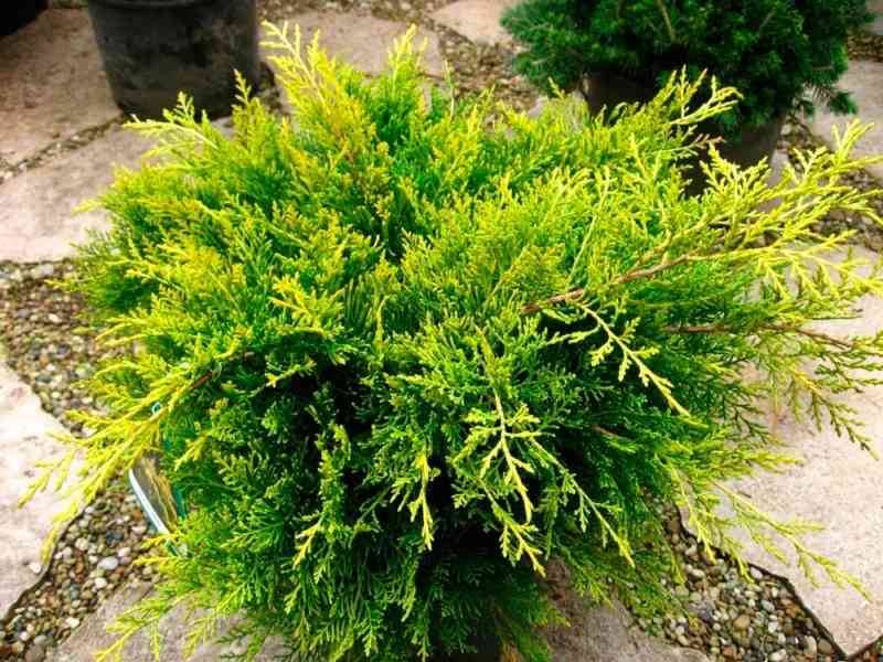 Ялівець середній Олд Голд (Juniperus pfitzeriana Old Gold)