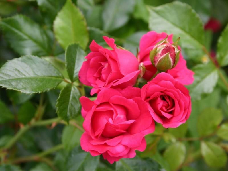 Роза ‘Rody’ (Роди)