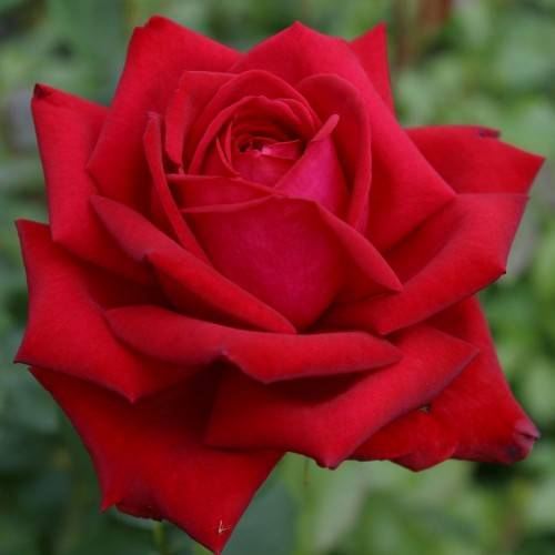 Роза ‘Burgund’ (Бургунд)