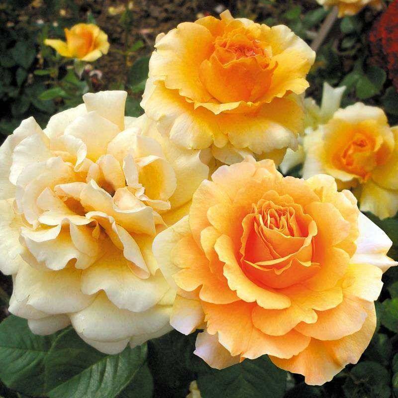 Роза ‘Garden Glory’ (Гарден Глори)