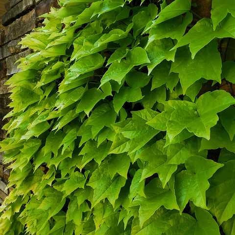 Виноград девичий триостренный Фенвей Парк (Parthenocissus tricuspidata Fenway Park)