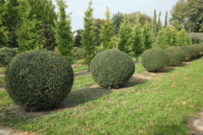 Бирючина звичайна ШАР (Ligustrum vulgare)