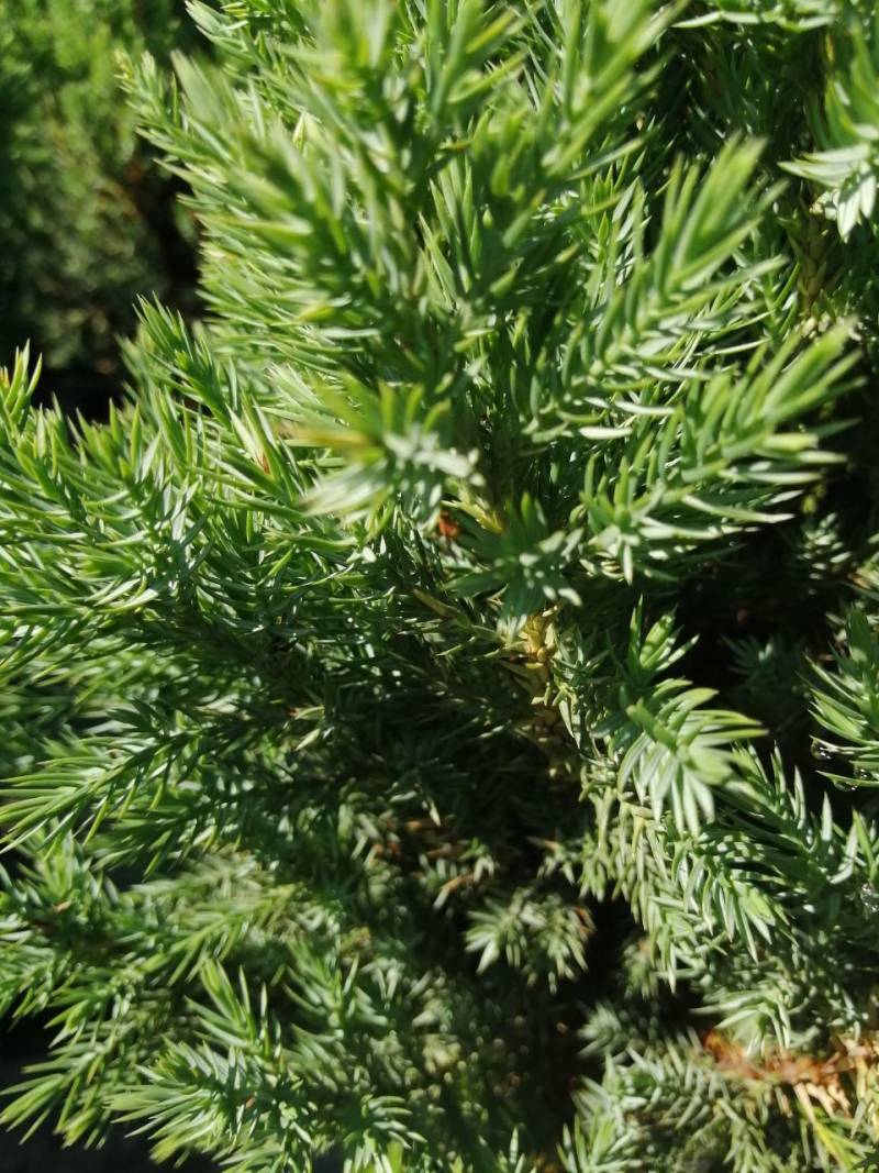 Можжевельник китайский (Juniperus chinensis) Stricta, 10-15, c3