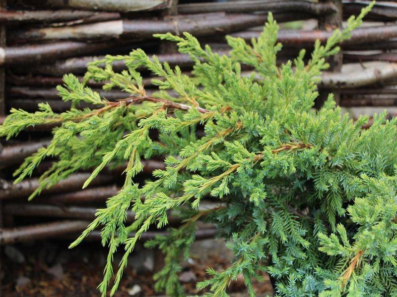 Ялівець середній (Juniperus pfitzeriana) Aurea NIWAKI