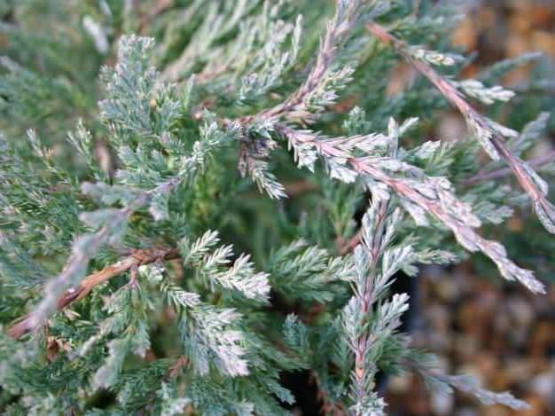 Ялівець горизонтальний Блю Чіп (Juniperus horizontalis Blue Chip)
