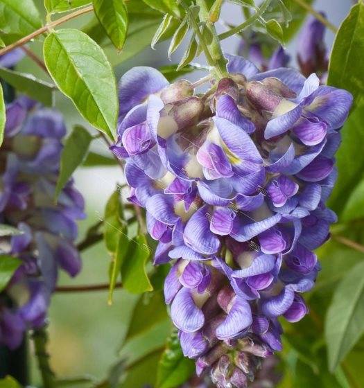 Гліцинія (Wisteria)