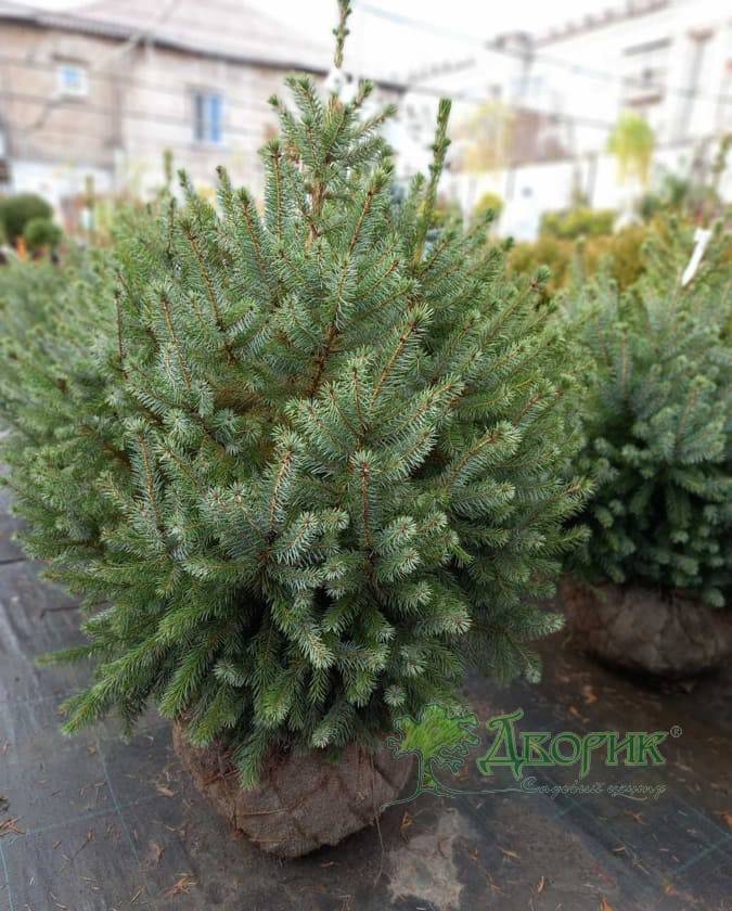 Ялина сербська (Picea omorika)