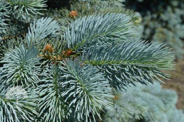 Ялина колюча (Picea pungens) f.glauca