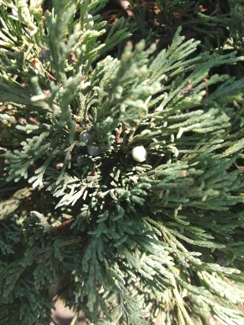 Ялівець горизонтальний Джейд Рівер (Juniperus horizontalis  Jade River)