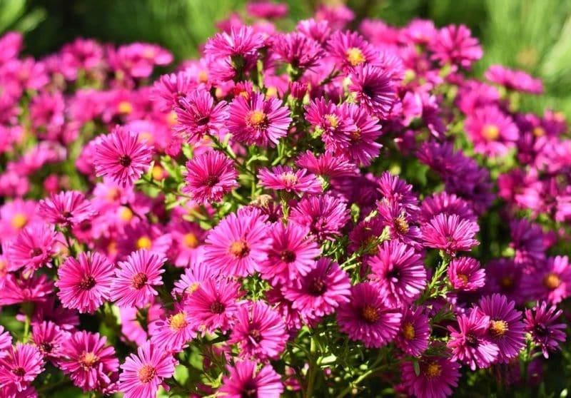 Астра чагарникова (Aster dumosus)