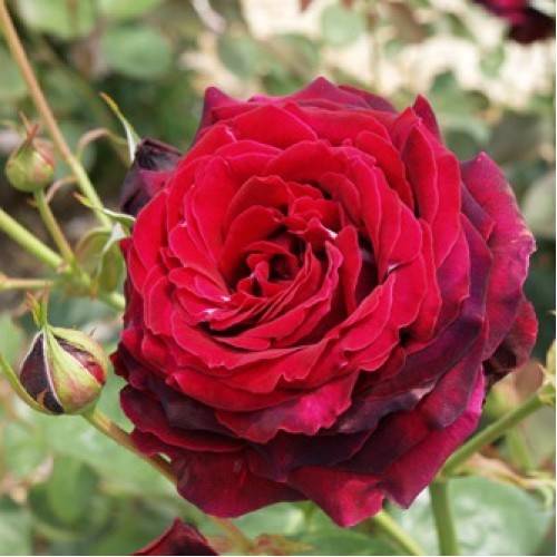 Роза ‘Norita’ (Норита)
