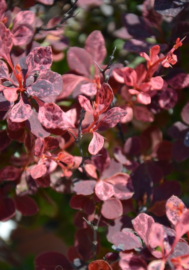 Барбарис Тунберга Инспирейшн (Berberis thunbergii Inspiration)